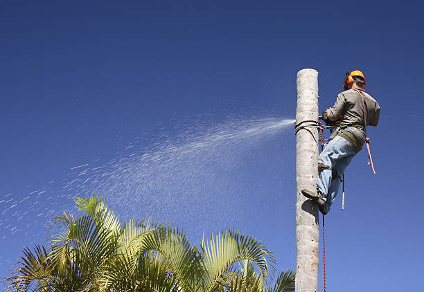 Best Tree Maintenance Programs  in Horatio, AR